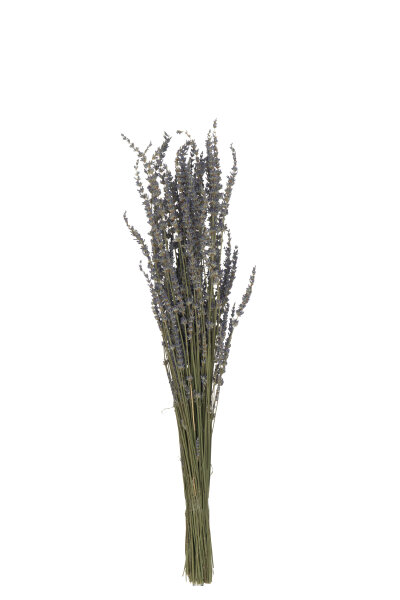 Bündel Getrockneter Lavendel Lila