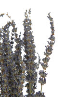Bündel Getrockneter Lavendel Lila
